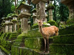 一起去奈良看小鹿吧!