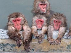 世界上唯一一个“猴子温泉”想去看看吗？